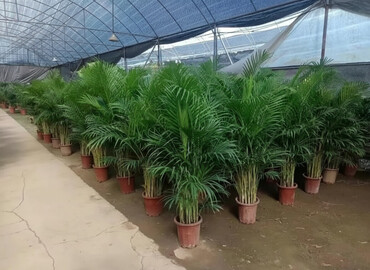 Пальмы: Пальмы Дипсис Монстеры, Бадьян Аннисовый,Корица, Стрелиция at lalafo.kg — 2 Пальмы: Пальмы Дипсис Монстеры, Бадьян Аннисовый,Корица, Стрелиция — 2