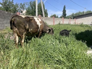 срочно продаю баран: Продаю | Корова (самка) | Алатауская | Для разведения, Для молока | После отела