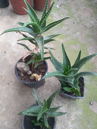 Sobne biljke: Aloja