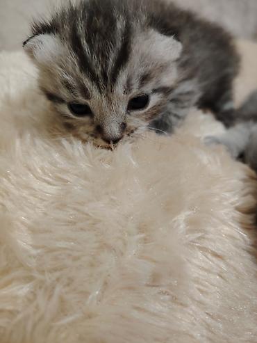 Pişiklər: Şotland -da lalafo.az — 1 Pişiklər: Şotland — 1