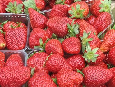 Замороженные фрукты, ягоды: Замороженные фрукты, ягоды, Шоковая, Оптом