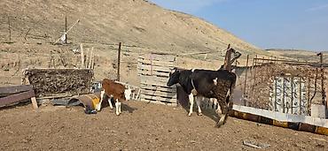 Inəklər, öküzlər: Satılır: inək və buzovlar salam hər vaxtı xeyir olsun bu şəkildə — 3