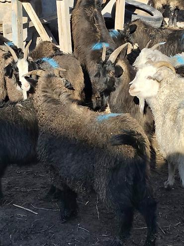 Козы, козлы: Продаю | Коза (самка), Козёл (самец), Козлёнок — 13