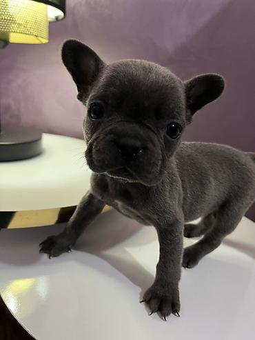 Psi: Francuski buldog – štenad - Rasa: Francuski buldog (kompaktno telo — 1