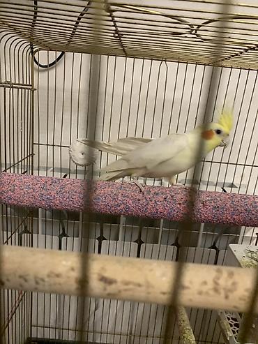 Tutuquşları: Lutilla Korella 7 ayliqdi, tam saglamdi.Erkeydi.Oz quwumun — 8