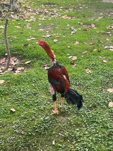 Cücələr: Toyuq cücələri, Damazlıq — 16