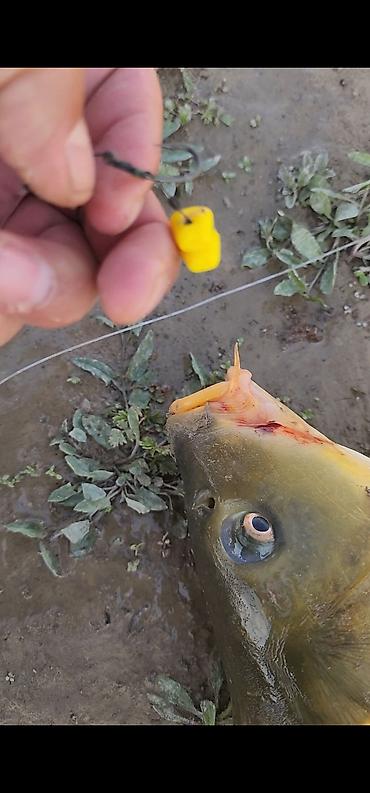 Рыболовная оснастка: Силиконовая кукуруза 
проверенные! — 8