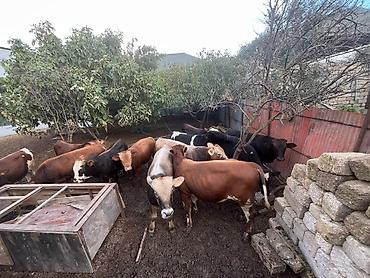 Dana, buzov, Erkək, Simental, ay: 6, Ətlik lalafo.az -da Dana, buzov, Erkək, Simental, ay: 6, Ətlik