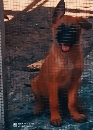 coban iti balasi: Belçika çoban iti, 2 ay, Dişi