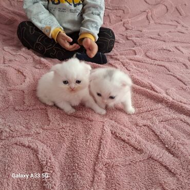 Pişiklər: Cins Paroda pişikləri. Şotland, Britan, Pers. Rəngləri də cür bə cür — 12