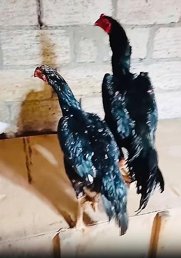 мейн кун купить в баку: 5 ayliqdi noyabrin 25 i 6 ayina krçecek temiz şamolardandi Masazir — 3