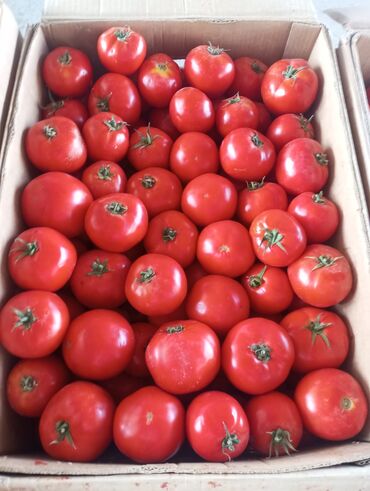 продам яблоко: Помидоры Красные
