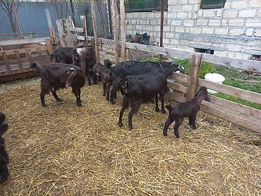 seana kecileri: Dişi, Hələb, il: 1, 40 kq, Damazlıq, Ünvandan götürmə — 8