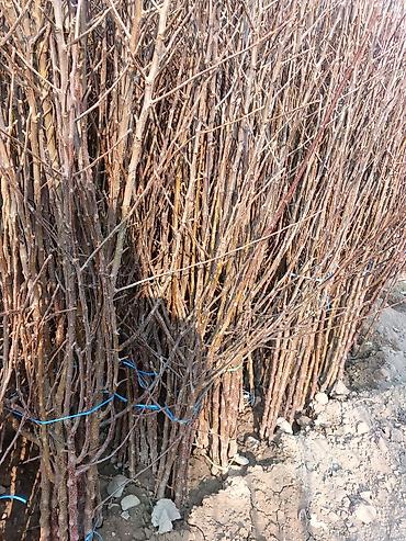 Малина: Малина — 10