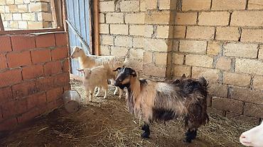 keci heyvan: 6 ana keçi 2 dogub 4 agir bogazdi bu gun sabah birin balasi yeke biri — 3