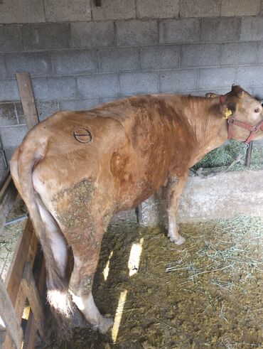 коровы в токмаке: Продаю | Корова (самка) | Швицкая | Для молока