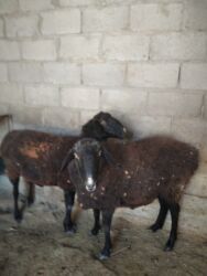 куплю свиней живым весом срочно: Продаю | Овца (самка) | Эдильбаевская | Для разведения