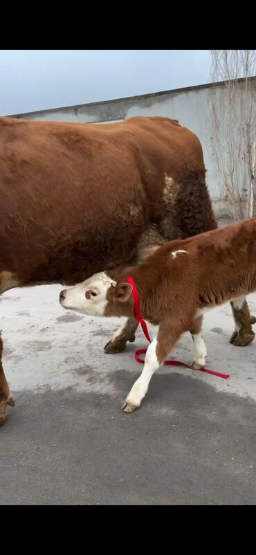 Inəklər, öküzlər: Satılır: inək bala ilə - Cins: qırmızı-ağ rəngdə, ətlik-südlük tip — 2