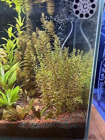 quppi baliqlari: Dördbucaq akvarium, Balıqlarla birlikdə, 120 l, Pulsuz çatdırılma — 3