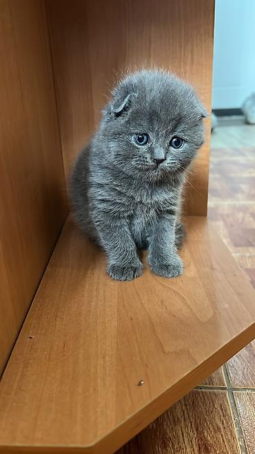 британцы котята: ПРОДАЮТСЯ - Британские короткошёрстные котята, окраса — 7
