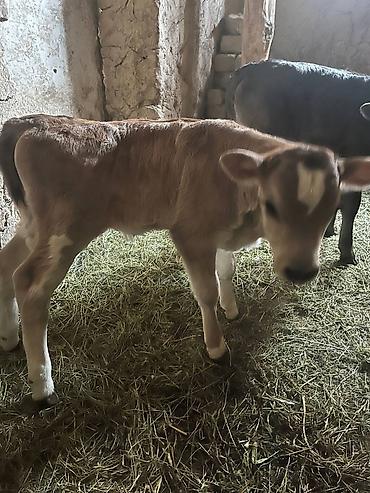 Коровы, быки: Продаю | Музоо, торпок | Алатауская | На откорм | Искусственник — 5