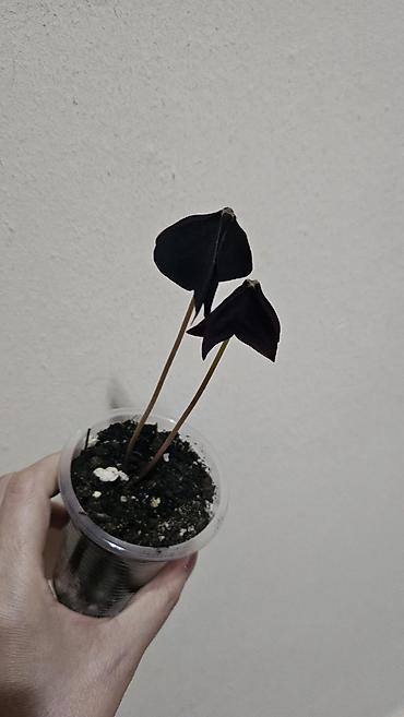 Другие комнатные растения: Кислица
Оксалис 
oxalis 
🦋 
бабочка — 5