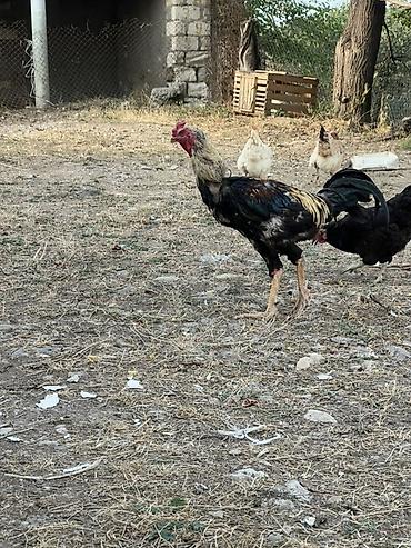cucə və xoruz təmsil: Heyreti xoruz bir yaş 3 ayliqdir temiz qan heyvandir cadirilma — 6