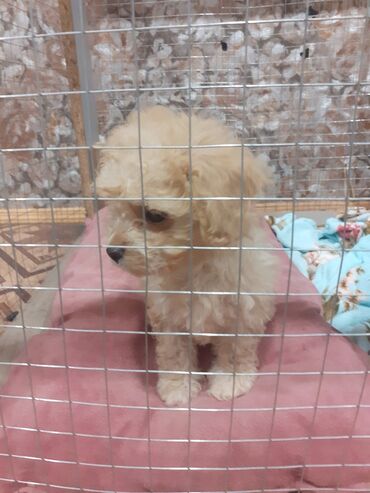 toy poodle qiyməti: Pudel, 2 ay, Dişi, Ödənişli çatdırılma