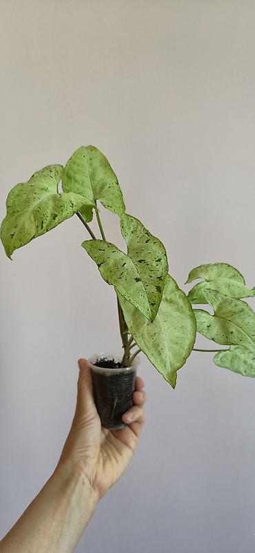 parnik salafan satilir: Syngonium green frickles. Tez böyüyen, rahat bitki. Bazar günü metro — 1