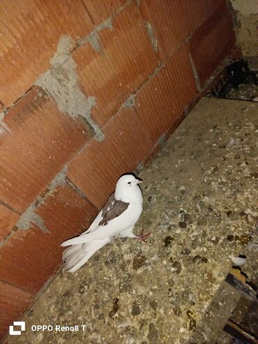 Göyərçinlər: Quslarin heresin öz qiymeti var uçan quslardi optum isdiyen olsa 1i — 10