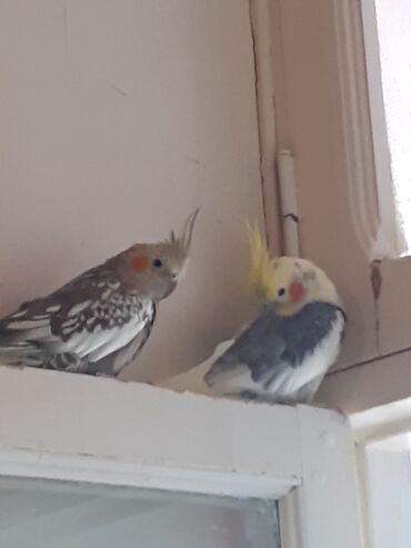 Tutuquşları: Nimfa (Cockatiel) cütlüyü – gözəl rəng çalarları və xüsusi baş tacı