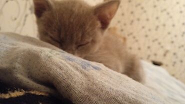 Pişiklər: Dişi, Yaxşı əllərə -da lalafo.az — 9 Pişiklər: Dişi, Yaxşı əllərə — 9