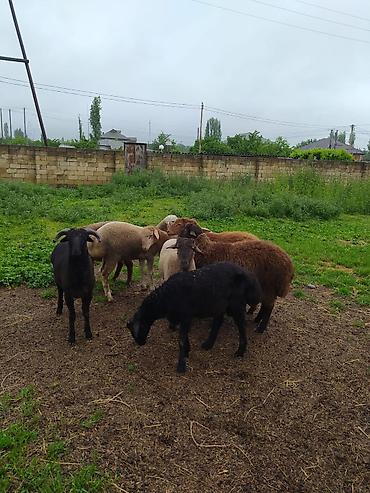 sudluk inekler satışı: Fərqli çəkilərdə qurbanlıq qoçlar satılır. 6 aydan yuxarı sağlam — 2
