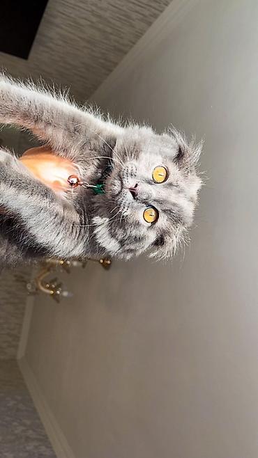 Pişiklər: Şotland yastı qulaq -da lalafo.az — 11 Pişiklər: Şotland yastı qulaq — 11