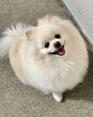 İtlər: Şpitz, 2 ay, Dişi — 4