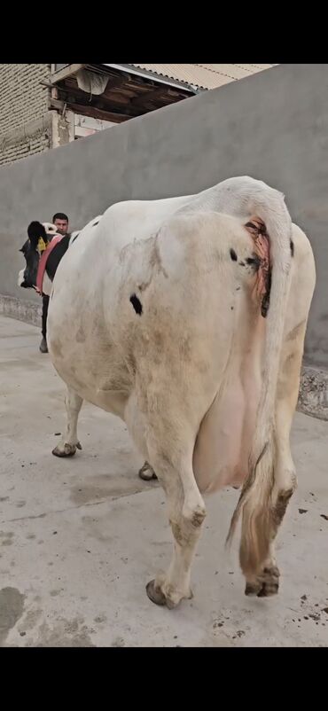 Inəklər, öküzlər: Süd istiqamətli inək – Holştayn tipli, ağ-qara rəngli. Xüsusiyyətlər — 9