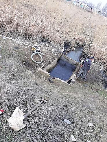 кукуруза на попкорн: Малек сигалетка толстолобика амур карпа есть доставка машинами — 10