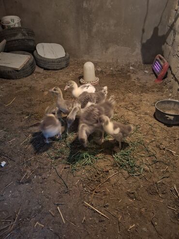 Qazlar: Yerli qaz alesi satlir 4 ana qaz 1 erkeg 6 dende balsi 1 ay olar bala — 7