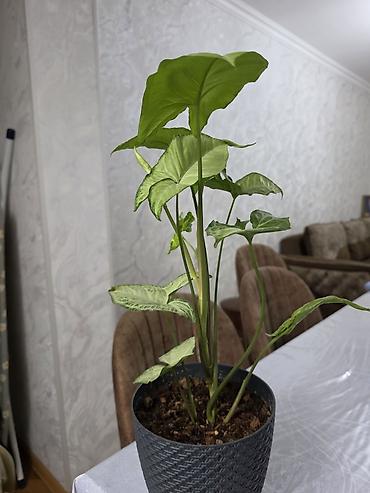 kalanxoe bitkisi: Synginium otaq bitkisidir - Növ: Syngonium podophyllum (ox şəkilli — 2