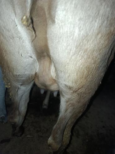 Коровы, быки: Продаю | Корова (самка) | Алатауская | Для молока | Стельные — 6