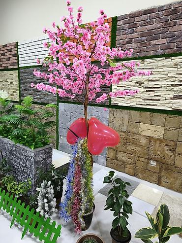 sakura gülü: Dekorativ süni albalı ağacı - Çiçəklənmiş çəhrayı sakura/albalı — 1