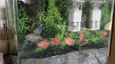 neon balığı: Salam! Sağlam və aktiv GloFish tetra balıqlarımı satıram. Rəngləri — 3