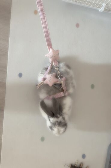 Декоративные кролики: Полный набор для содержания декоративного кролика. В комплекте: - — 6