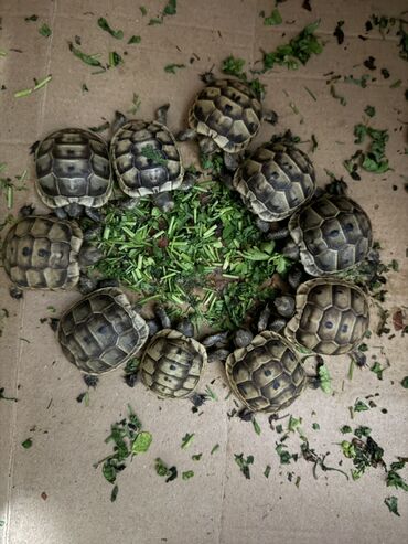 Digər heyvanlar: Mini quru balaca tısbağalar - Sakit, səs‑küyə dözümlü və asan qulluq -da lalafo.az — 9 Digər heyvanlar: Mini quru balaca tısbağalar - Sakit, səs‑küyə dözümlü və asan qulluq — 9