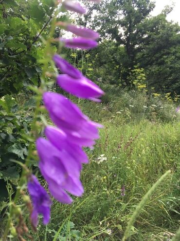 Bal: Kəlbəcər balı – dağ-çiçək və yaylaq balı, həmçinin çökə (linden) balı -da lalafo.az — 11 Bal: Kəlbəcər balı – dağ-çiçək və yaylaq balı, həmçinin çökə (linden) balı — 11