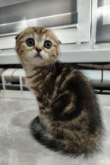 Продажа кошек: Скотиш Фолд (Шотландская вислоухая), 2 месяца, Девочка — 2