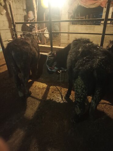 Коровы, быки: Продаю | Музоо, торпок | На откорм | Привязанные — 6