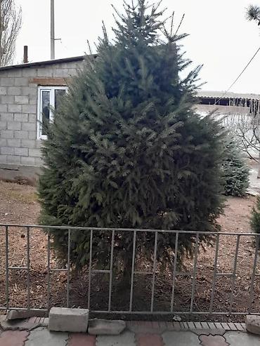 Другие декоративные деревья: Все за 20тыс голубые клипрост высокие хорошие пышные, не болеют — 4