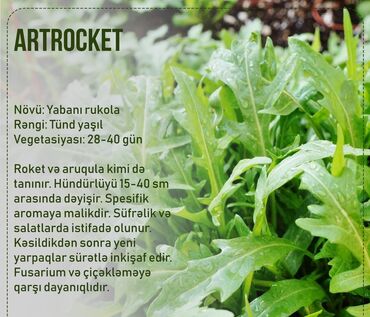 Toxumlar: Aluzze qarpiz toxumu — 18