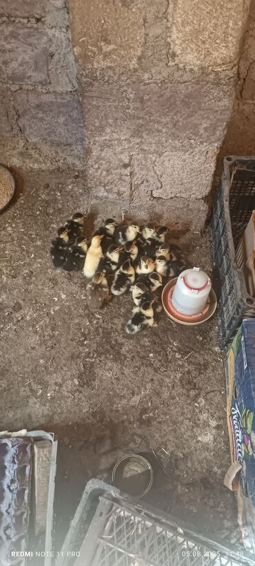 pinqivin ördek: Dişi, Damazlıq, Ünvandan götürmə